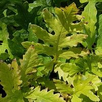 Onoclea sensibilis 